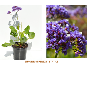 Limonium perezii / Statice