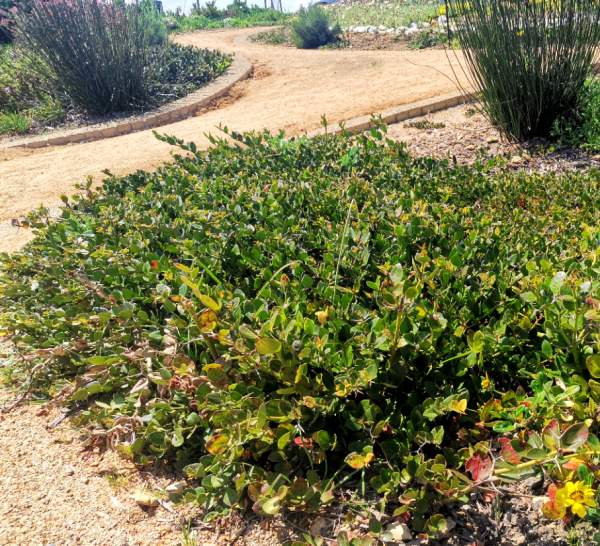 Carissa Marcocarpa / Green Carpet Heavenandearthplants