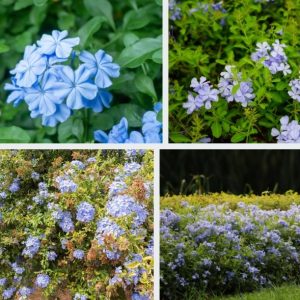 Plumbago auriculata / Cape Leadwort