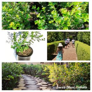 Searsia (rhus) crenata / Dune Crow-Berry