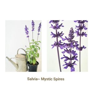 Salvia longispicata x farinacea / Salvia - Mystic Spires