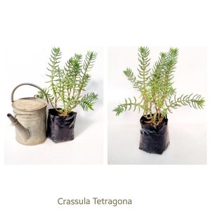 Crassula tetragona / Miniature Pine Tree