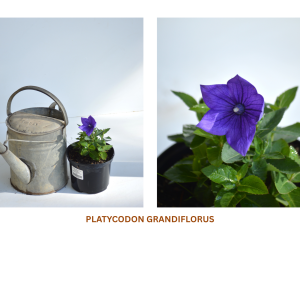 Platycodon grandiflorus / Balloon Flower