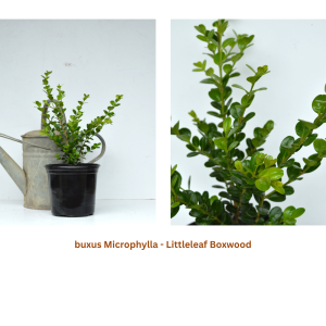 Buxus microphylla / Littleleaf Boxwood - Faulkner